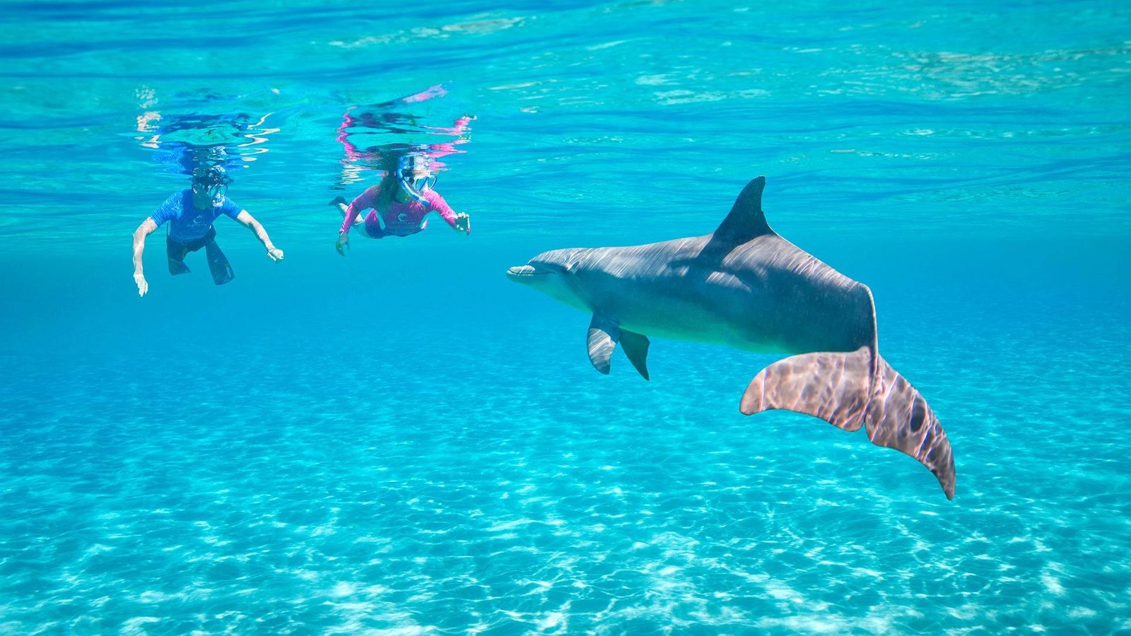 Snorkeling in the Damayniat Island Code HD – 03