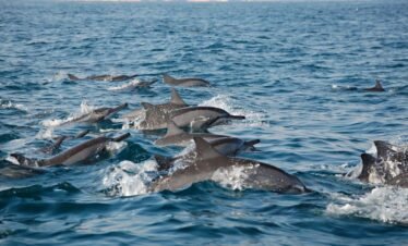 Dolphin Watching and snorkeling Code HD – 02