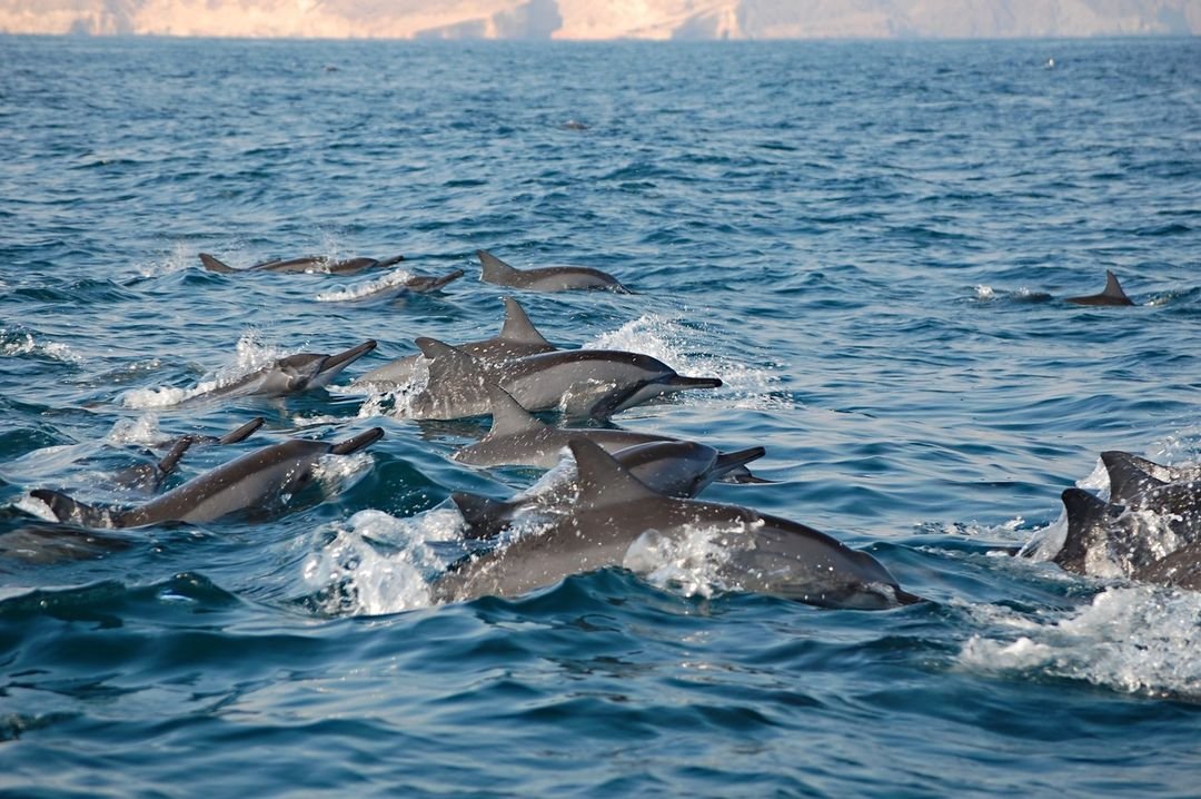Dolphin Watching and snorkeling Code HD – 02