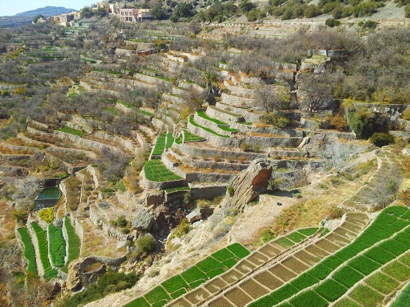 Jebel Akhdar CODE: OD – 03