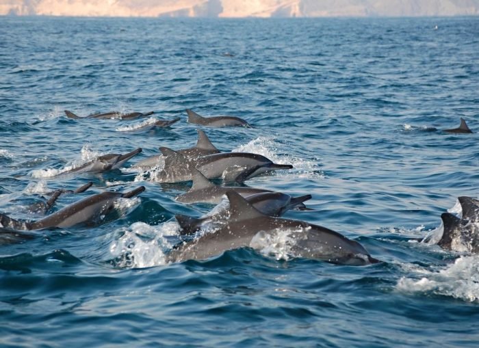 Dolphin Watching and snorkeling Code HD – 02